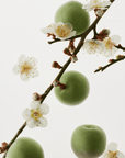 Beauty of Joseon Green Plum Refreshing Cleanser 100ml